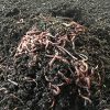 Worms 1,000 (1 Pound) Red Wiggler