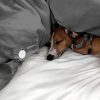 Sheets & Giggles Eucalyptus Lyocell Duvet Cover. Sinfully Soft