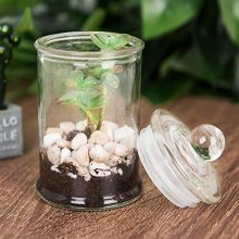 Gonioa Set of 3 Clear Glass Apothecary Jars-Premium Quality