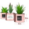 Office Decor for Women Desk- Rose