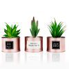 Office Decor for Women Desk- Rose